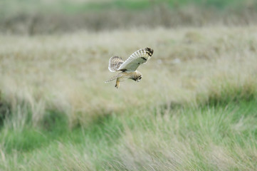 short ear owl (asio flammeus) hunting