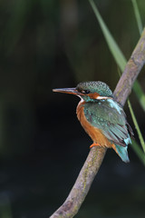 kingfisher