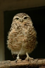 Burrowing Owl (Athene cunicularia)