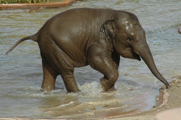 Asian elephant baby (Elephas maximus)