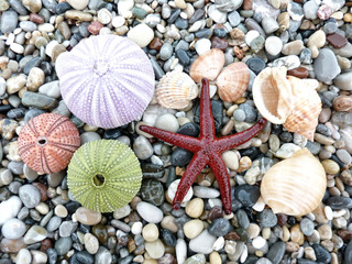 Sea star, urchins and shells background