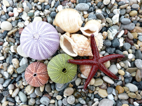 Sea star, urchins and shells background