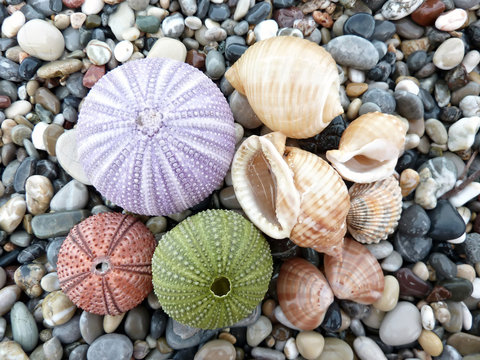 Sea  urchins and shells background
