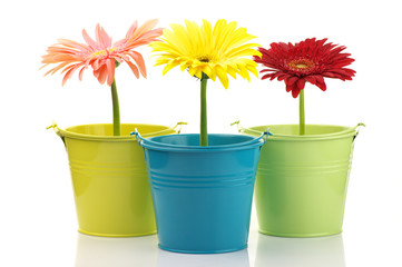 Colorful buckets with gerberas