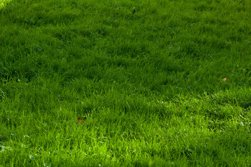 Green grass