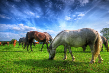 Fototapeta na wymiar Wild horses on the field