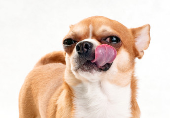 happy Chihuahua licking oneself close-up