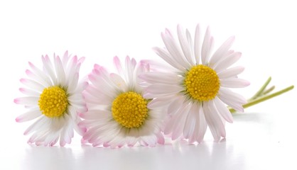 Fototapeta premium daisy flower