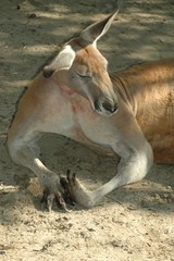 Red kangaroo (Macropus rufus)