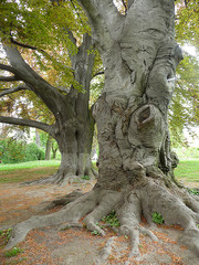 Fototapeta na wymiar sękate stare drzewo