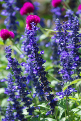 SABIA, SALVIA OFFICINALIS, AZULES