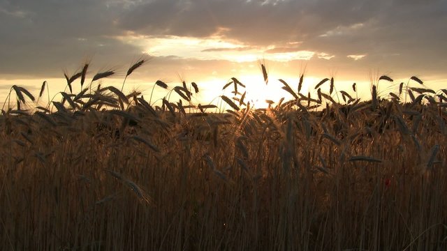 Weizen im Sonnenuntergang