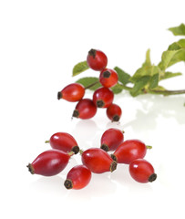 hagebutten auf weiß