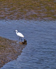 Garceta comun,Egretta garcetta