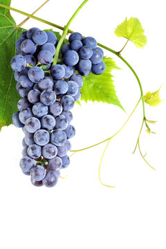 cluster fresh grape