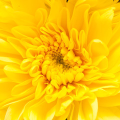 chrysanthemum