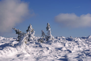 Świerki nad chmurami 2 © GKor