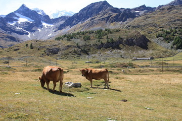 Fototapeta na wymiar Kühe vor Alpenpanorama - Cows in the alps