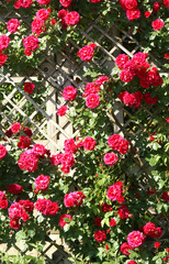 Naklejka premium roses