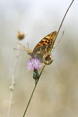 Mariposa libando.