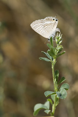 Mariposa minúscula sobre un tallo de alfalfa.