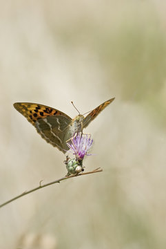 Mariposa libando en una flor púrpura.