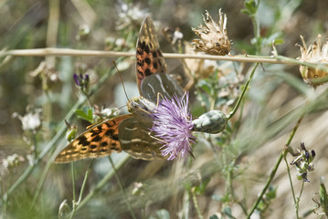 Mariposa en su hábitat.