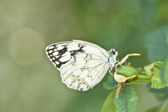Mariposa sobre un escaramujo.