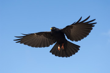 Alpendohle, Alpine Chough, Pyrrhocorax graculus