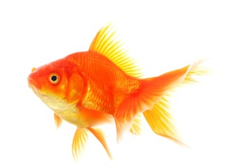 Fototapeta premium goldfish