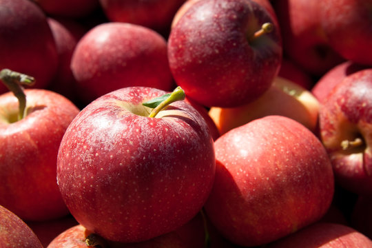 Red gala apples at the farmers market