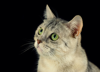 Lovely cat in black background