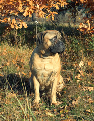 dog outdoor