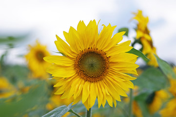 Obraz premium A sunflower II