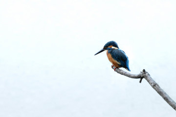 白背景のカワセミ