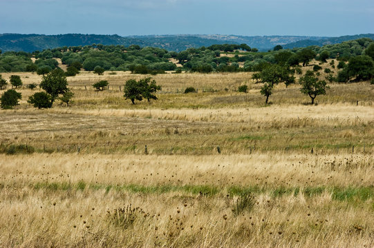 Sardegna selvaggia