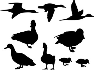 ducks silhouette collection vector