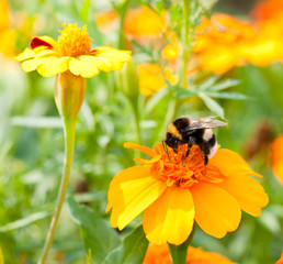 bumble bee on the flower