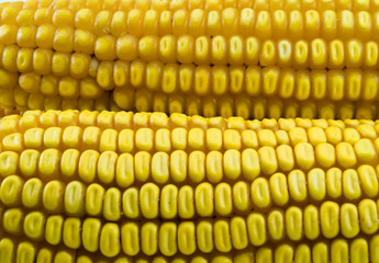 Corn ear