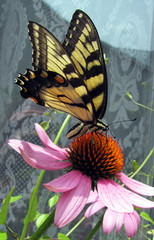 Butterfly Pollinating Flower