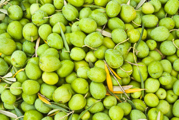 Olive Harvest
