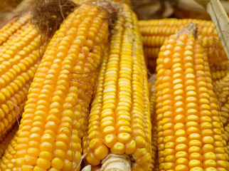 golden corn