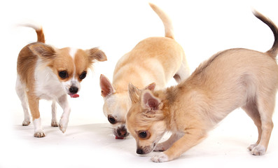 3 hunde