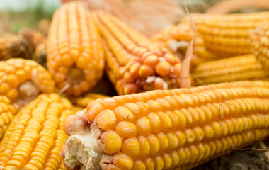 golden corn