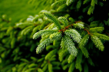 green prickly branches of a fur-tree or pine - obrazy, fototapety, plakaty