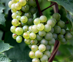 Rieslingtraube 01