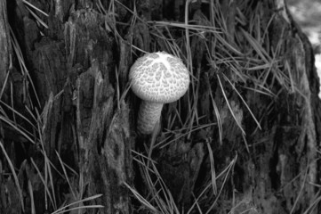 Mushroom, beautiful and poisonous