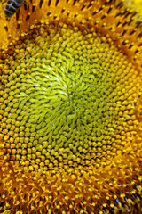 Detalle de un girasol