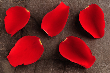 rote Blütenblätter Rose