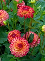 Dahlien - Dahlia